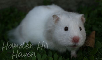 Mirage- Silver Dove Tortoiseshell and White (Banded) Longhaired